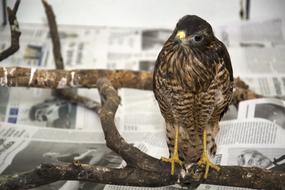 Hawk Bird Of Prey Birds