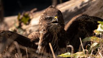Bird Buzzard Raptor
