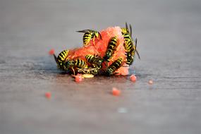 Wasps Insect Eat Melon Animal