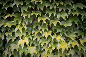 Leaves Wall Green