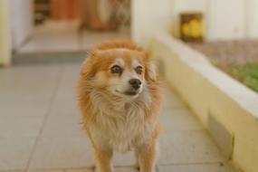 Dog Cão Cachorro