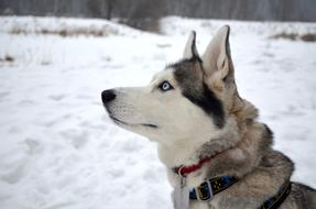 Husky Dog in Winter time