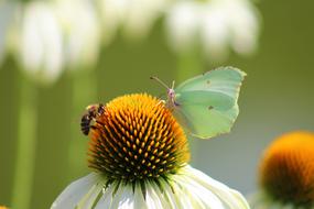 Butterfly Flowers Garden