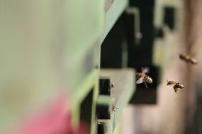 Bee Prey Beekeeper