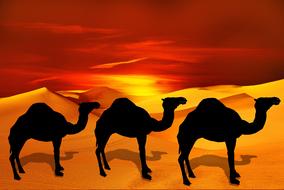Silhouettes of camels against a desert background