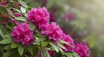 Rhododendron Flowers Pink