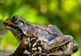 Animal Frog Amphibian