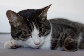 Cat Tiger Relax