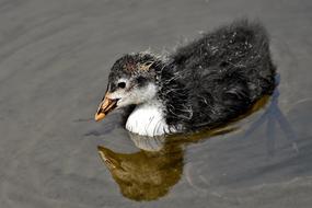 Coot Chicks Animal
