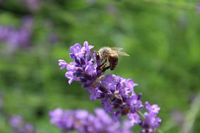 Lavender Bee Insect