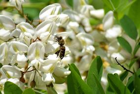 Bee Black Locust Flower Honey Bees