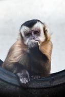 Zoo Monkey Animal