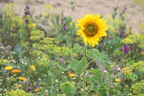 Blührandstreifen Sunflower Bee