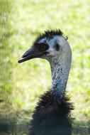 Bird Emu Bill