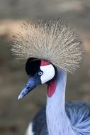 Bird Grey Crowned Crane Headdress