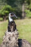 Bird Emu Bill