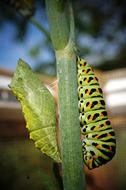 Caterpillar Doll Insect