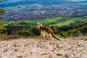 Cat Mountain Nature