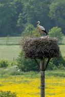 Stork Nest Bird