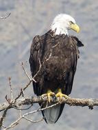 Bald Eagle Bird Wildlife