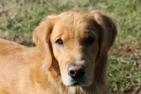 Dog Golden Retriever