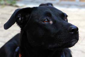 Dog Hybrid Podengo