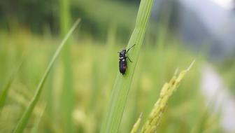 Rice Insect