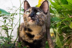 Cat Garden Animal