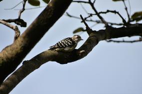 Wild Bird on Wood