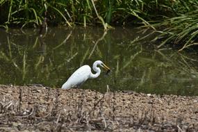 Animal Pond Waterside