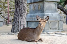 Deer Sika Miyajima