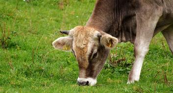 Allgau Cows on livestock