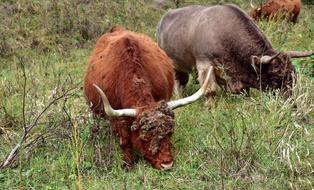 Galloway Highland Beef Wild