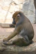 Monkey Animal Animals