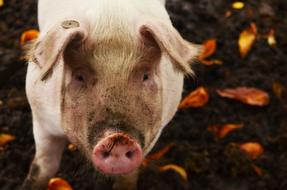 pig with a gnawing nose