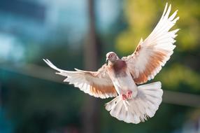 Bird Dove Animal