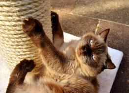British Shorthair Cat Kratzbaum