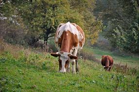 Cow Pasture Land Animal