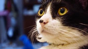 Cat Cute Home