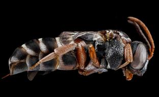 Bee Parasitic Macro
