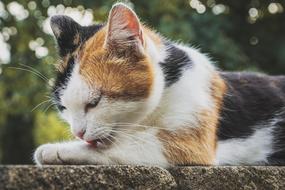 Cat Three Coloured Lucky
