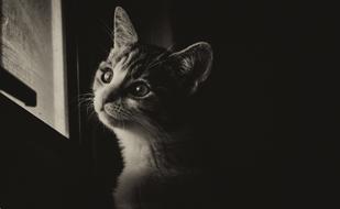 Cat Kitten Pet