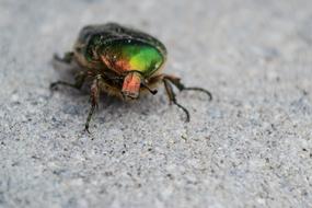 Beetle Colorful Insect