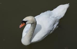 Swan Water Animal