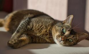 Cat Relaxed Mysterious
