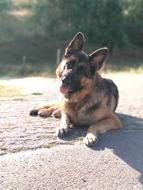 Dog Pet Schäfer German