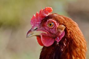 Chicken Hen Poultry Free