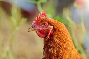 Chicken Hen Poultry Free