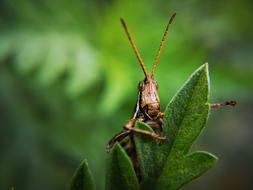 Insect Grasshopper Bug