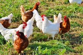 Chicken Hen Poultry Free